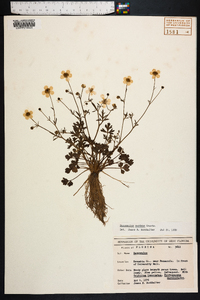 Ranunculus sardous image