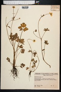 Ranunculus acris image