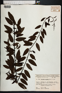Berchemia scandens image