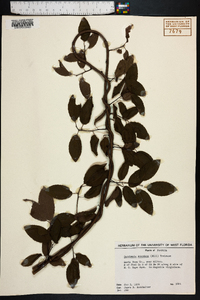 Berchemia scandens image