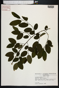 Berchemia scandens image