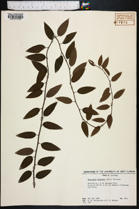 Berchemia scandens image