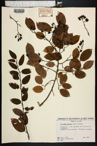 Berchemia scandens image