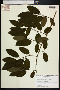 Berchemia scandens image