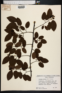 Berchemia scandens image