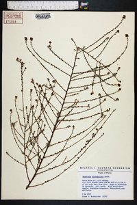 Ceanothus microphyllus image