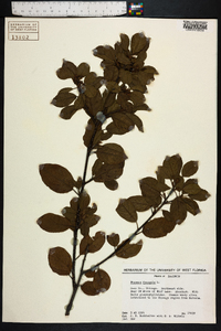 Frangula alnus image