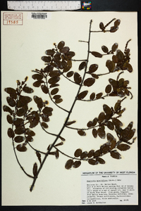 Sageretia minutiflora image