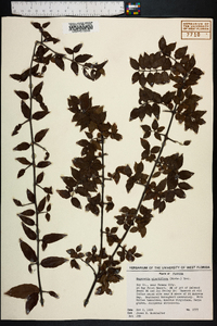 Sageretia minutiflora image