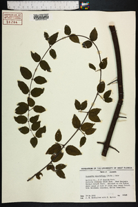 Sageretia minutiflora image