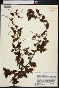 Sageretia minutiflora image