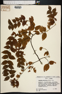 Sageretia minutiflora image