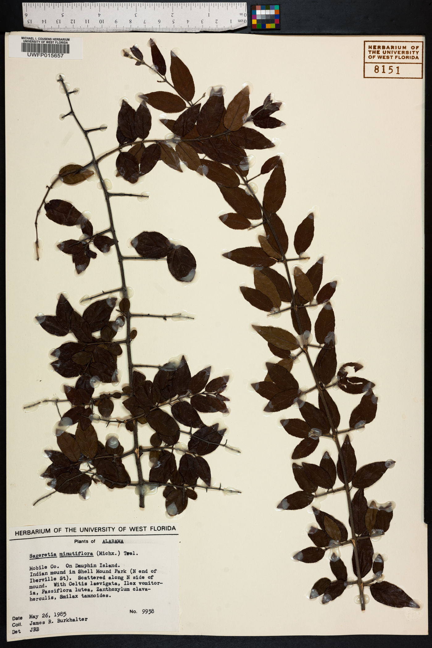 Sageretia minutiflora image