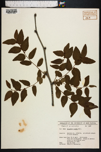 Ziziphus jujuba image