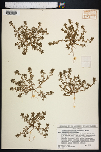 Alchemilla microcarpa image