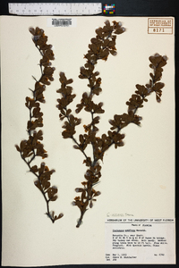 Crataegus lacrimata image