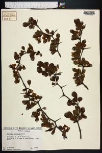 Crataegus lacrimata image