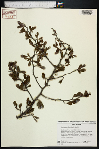 Crataegus lacrimata image