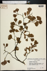 Crataegus lacrimata image