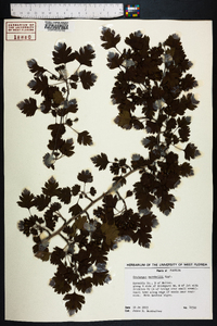 Crataegus marshallii image