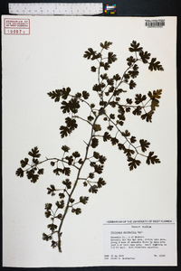 Crataegus marshallii image