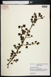 Crataegus marshallii image