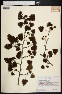 Crataegus marshallii image