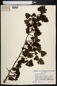 Crataegus marshallii image