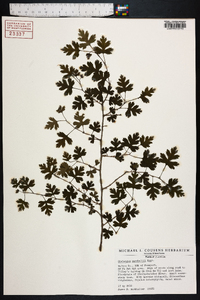 Crataegus marshallii image