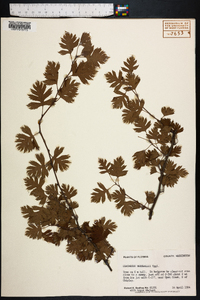 Crataegus marshallii image