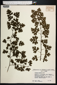 Crataegus marshallii image