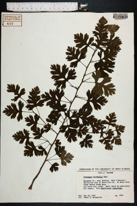 Crataegus marshallii image