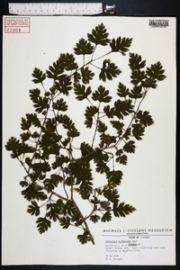 Crataegus marshallii image