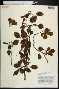 Crataegus michauxii image