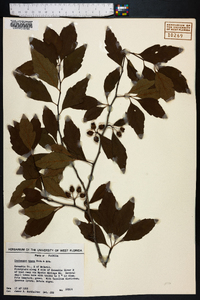 Crataegus opaca image