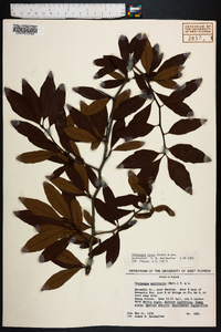 Crataegus opaca image