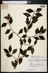 Crataegus opaca image