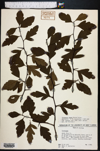 Crataegus opaca image