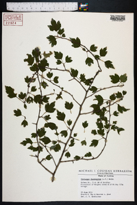 Crataegus phaenopyrum image