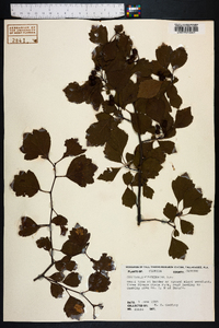 Crataegus pulcherrima image