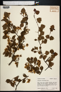 Crataegus pulcherrima image