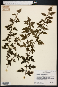 Crataegus spathulata image