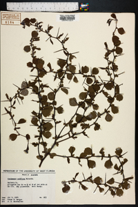 Crataegus uniflora image
