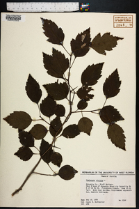 Crataegus viridis image