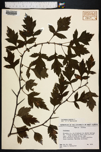 Crataegus viridis image