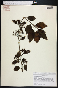 Crataegus viridis image