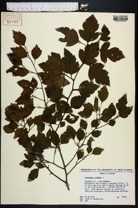 Crataegus viridis image