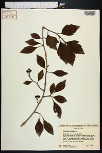 Crataegus viridis image