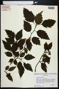 Crataegus viridis image