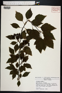 Crataegus viridis image